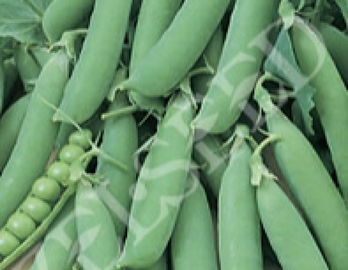 Zelseed Hrach siaty pravý ´Hermes´