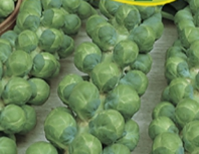 Zelseed Kel ružičkový ´Casiopea´