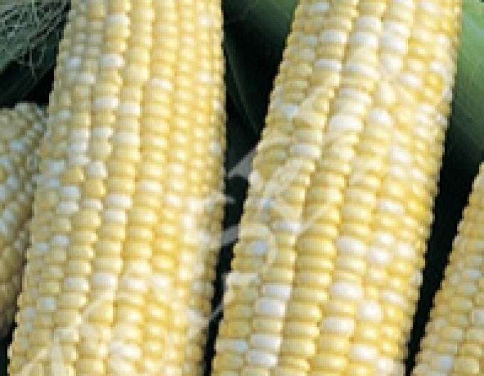 Zelseed Kukurica siata cukrová ´Alida F1´