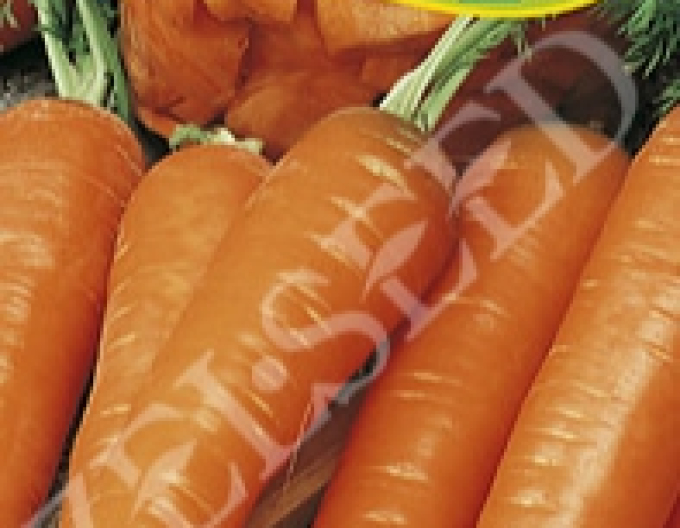 Zelseed Mrkva obyčajná na rýchlenie´Stupická´