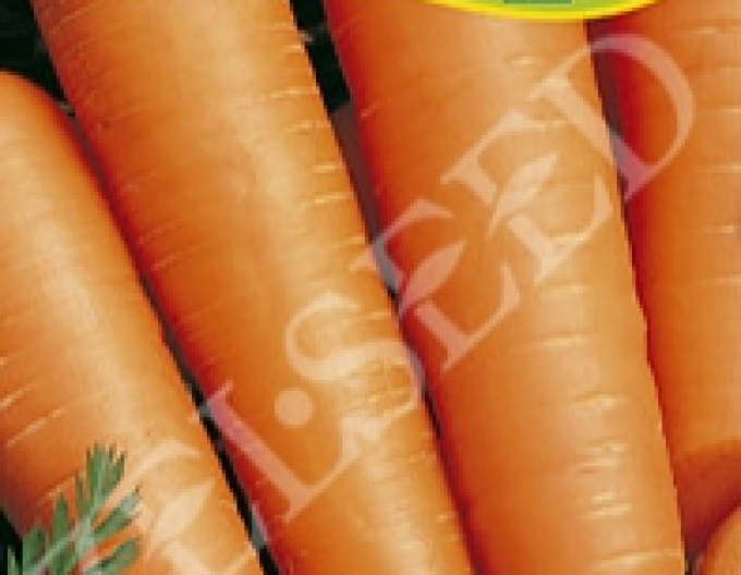 Zelseed Mrkva obyčajná ´Olympia´