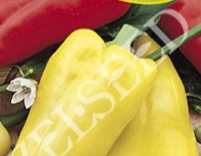 Zelseed Paprika ročná ´Aurea´