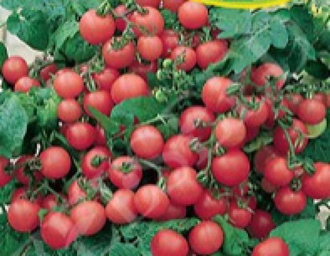 Zelseed Rajčiak balkonový ´Balkonzauber´