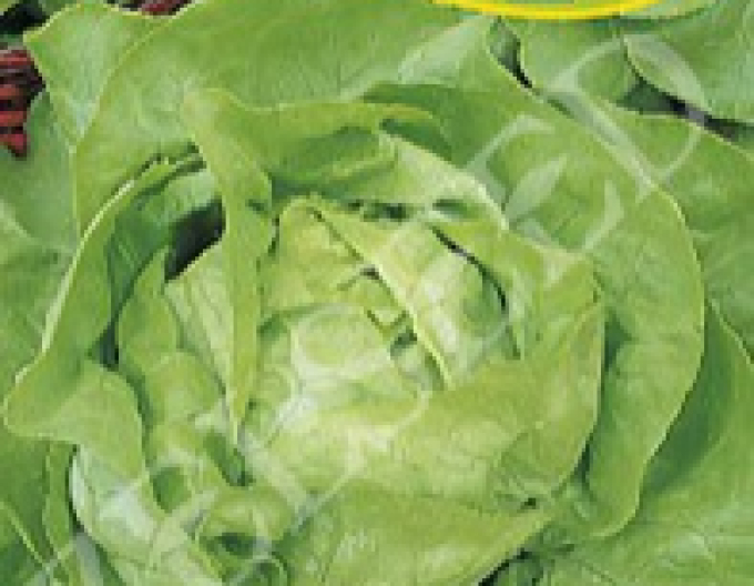 Zelseed Šalát na rýchlenie ´Safír´