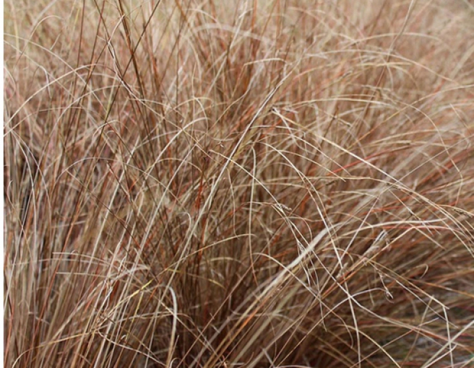 Ostrica ´Red Rooster´