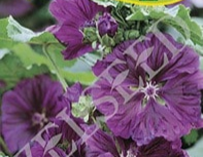 Zelseed Slez maurský