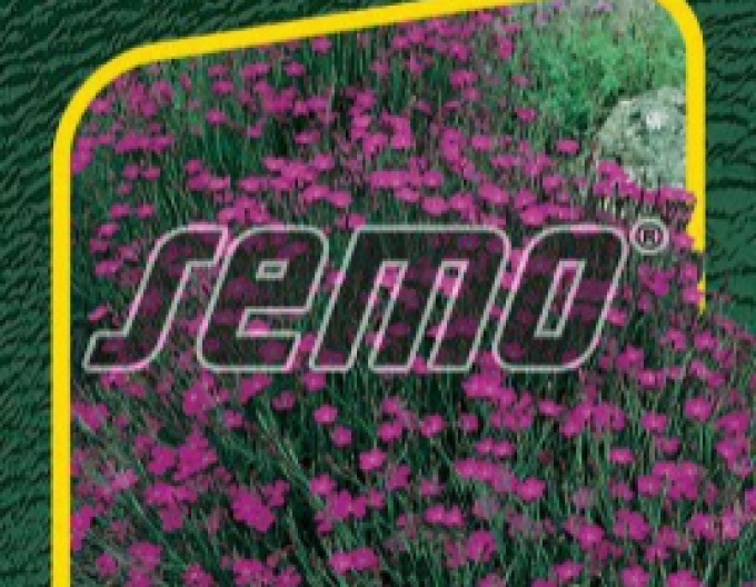 Semo Klinček slzičkový ´Maiden Pink´