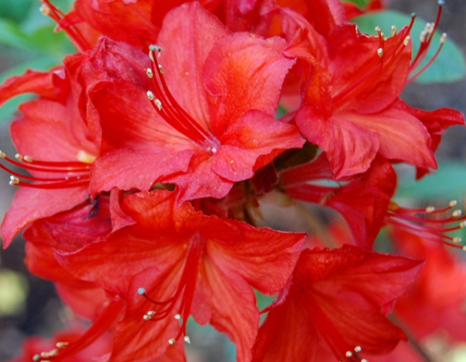 Azalka veľkokvetá ´Parkfeuer´