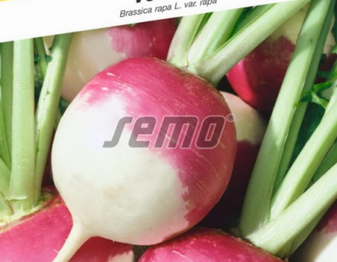 Semo Vodnica ´Purple Top White´