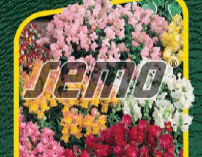 Semo Papuľka nízka ´Tom Pouce´