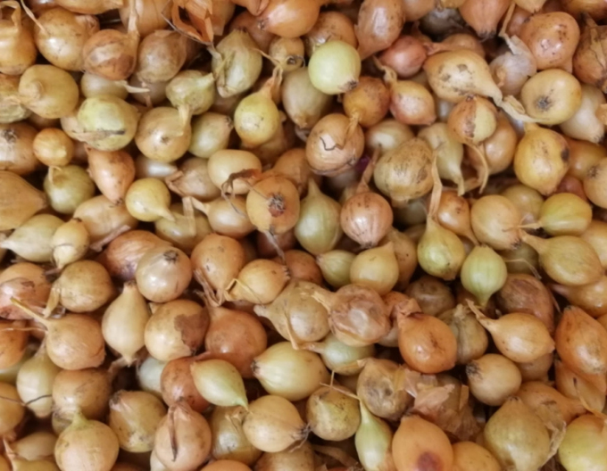 Cibuľa sadzačka ´Štutgartská´  10/21  25kg