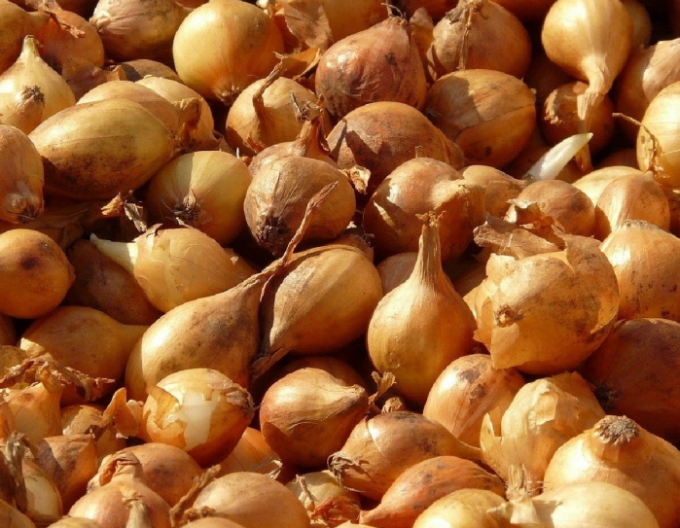 Cibuľa sadzačka ´Všetana´  8/16  25kg