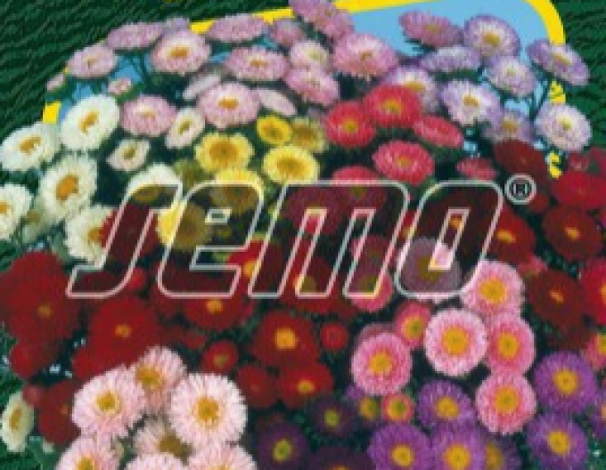 Semo  Astra čínska ´Matsumoto Zmes´