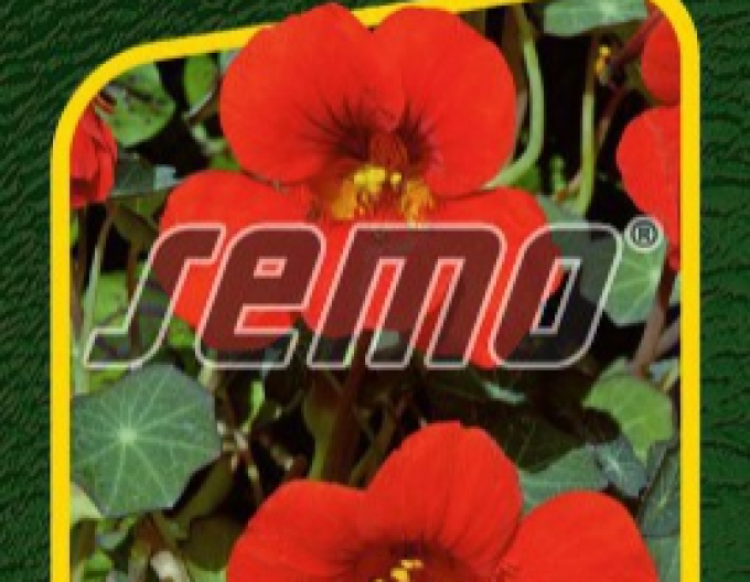 Semo Kapucínka väčšia ´Princess of India´