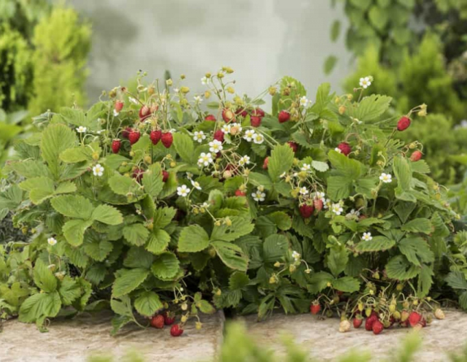 Jahoda lesná ´Alexandria´