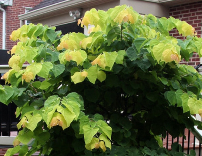 Judášovec kanadský ‘Rising Sun’ 125 - 150cm