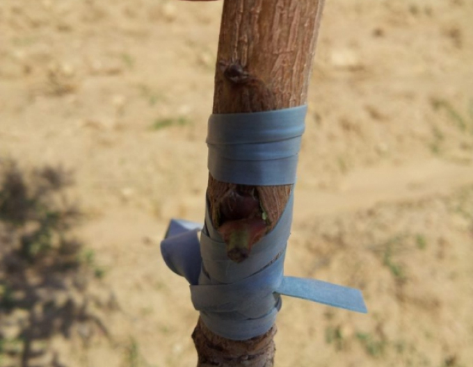 Štepárska gumička 140x3,5mm