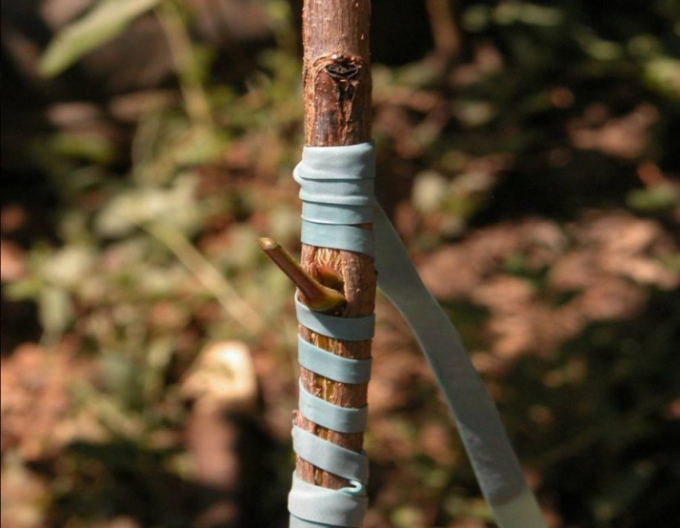 Štepárska gumička 140x3,5mm