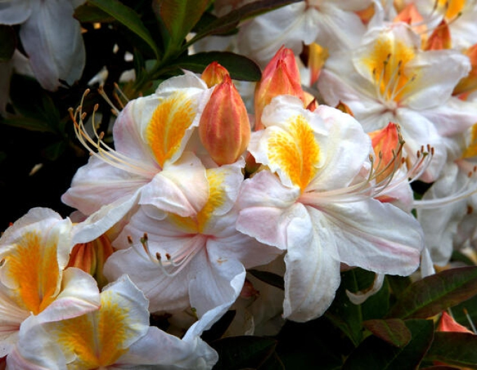 Azalka veľkokvetá ´Silver Slipper´