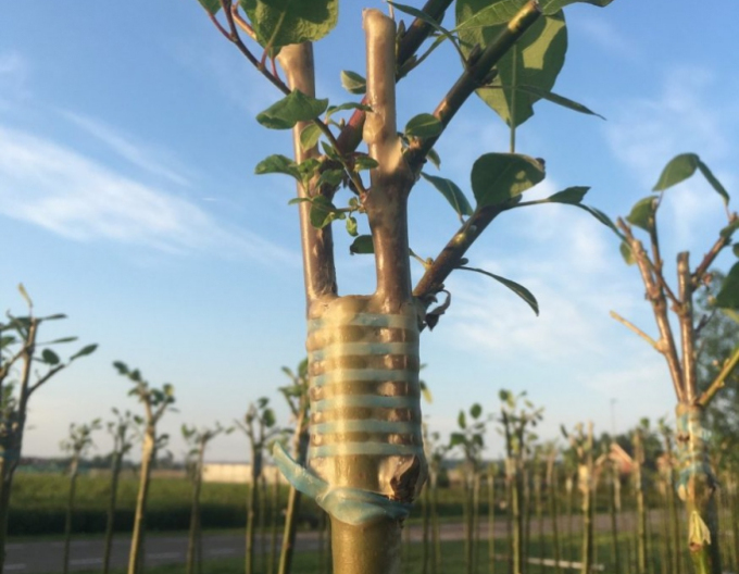 Štepárska gumička 240x8mm