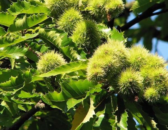 Gaštan ´Lyon´, voľnokor.