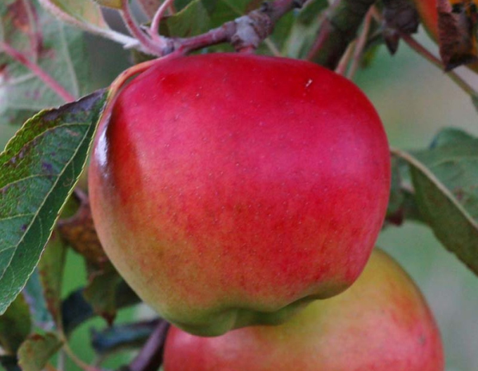 Jabloň ´Prima´ jesenná, podp. M9, kont. 5l