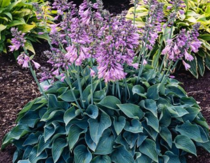 Hosta  ´Blue Cadet´