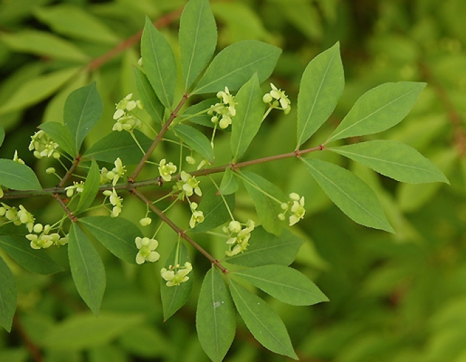 Bršlen krídlatý 40 - 50cm