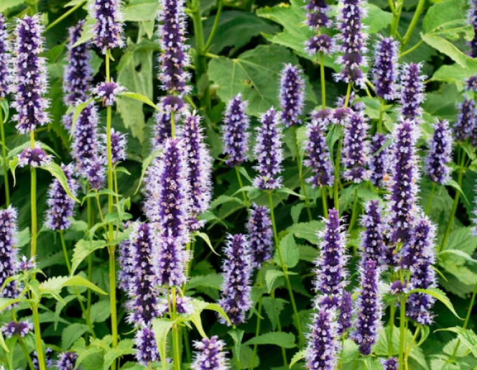 Agastache ´Black Adder´
