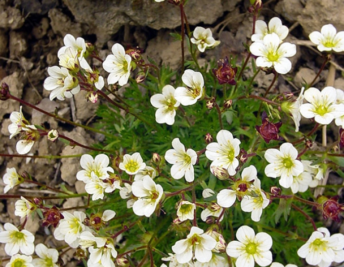 Lomikameň ´Rockies White´