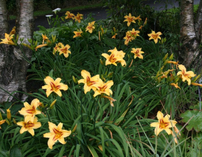 Ľaliovka ´Bonanza´