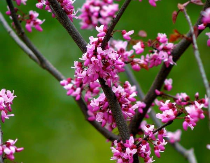 Judášovec kanadský ‘Forest Pansy’