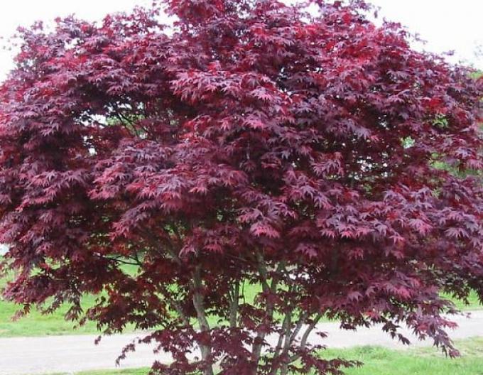 Javor  dlaňovitolistý ´Bloodgood´ 500cm