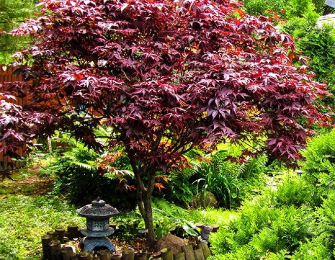 Javor  dlaňovitolistý ´Bloodgood´ 500cm