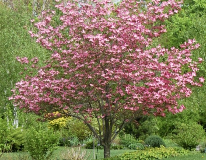 Drieň kvetnatý ´Rubra´