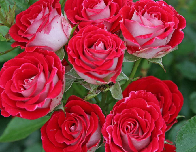 Ruža stromčeková ´Red White´