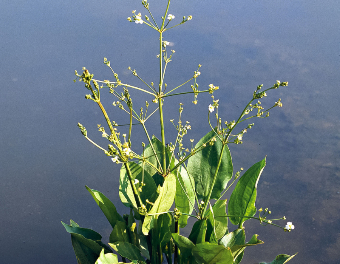 Žabník skorocelový