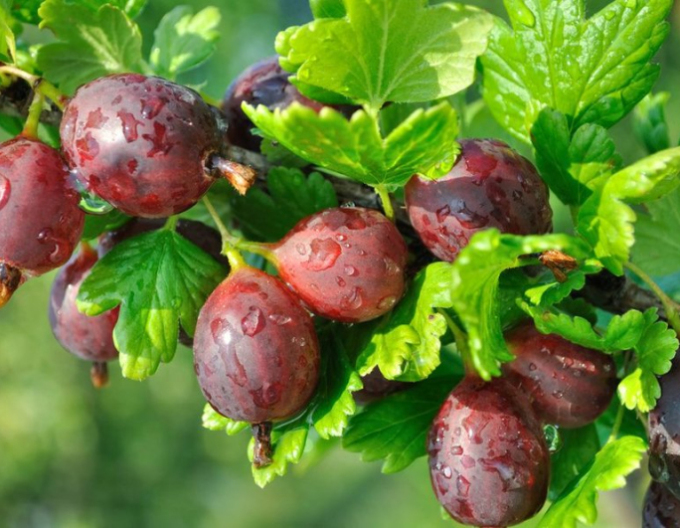 Egreš ´Niesluchowski´ Stromčekový, kont. 2l