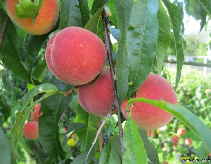 Broskyňa ´Champion´ stredne skorá, podpn. GF677, voľnok.