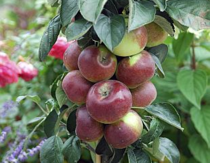 Jabloň stĺpová ´Cumulus´ zimná, podp. MM106, kont. 5l