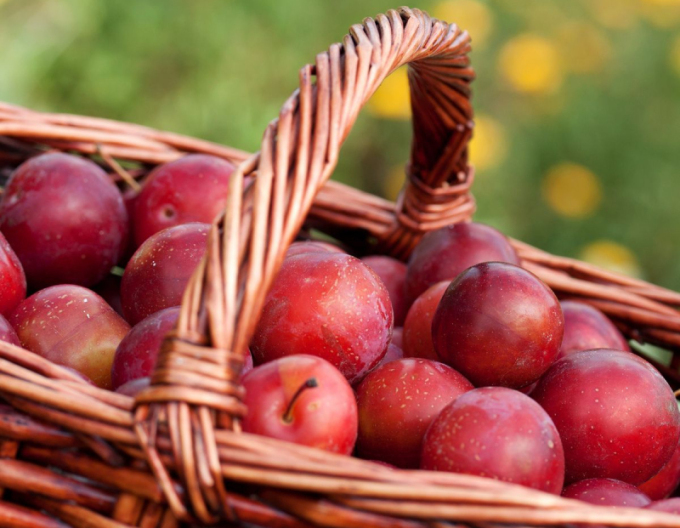 Mirabelka stĺpovitá ´Ruby´ kont. 2l