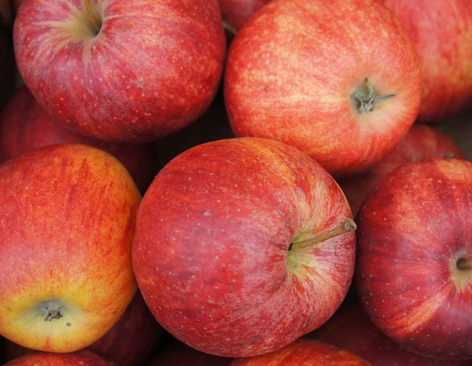 Jabloň ´Gala Mitchgla´ jesenná, podp. MM106, voľnok.