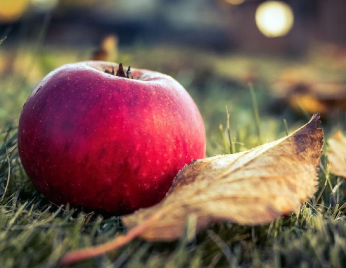 Jabloň ´Florina´ zimná podpn. M9, voľnok.