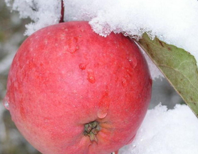 Jabloň Fuji zimná, podpn. M9, voľnok.