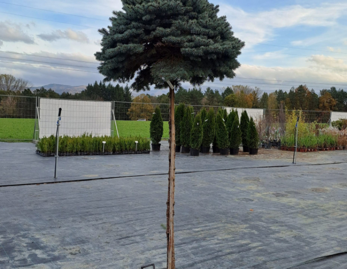 Smrek pichľavý ‘Glauca Globosa´ na kmienku