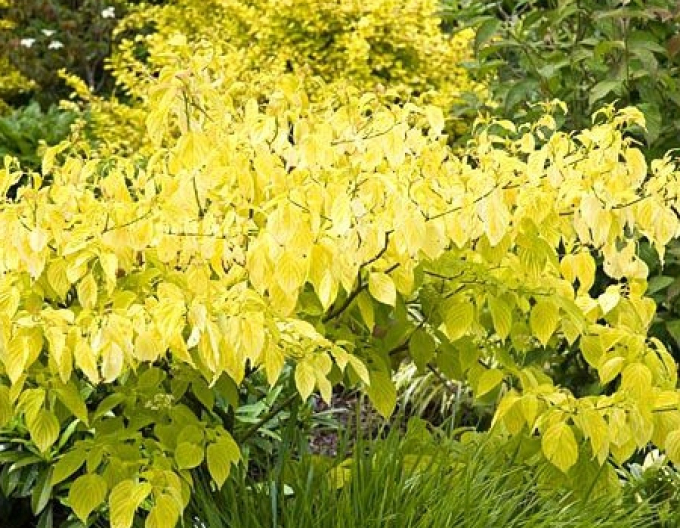 Svíb biely ´Aurea´