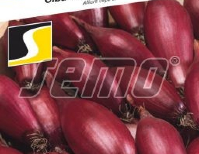 Semo Cibuľa kuchynská jarná  ´Karminka´