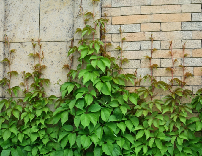 Pavinič  päťlaločný