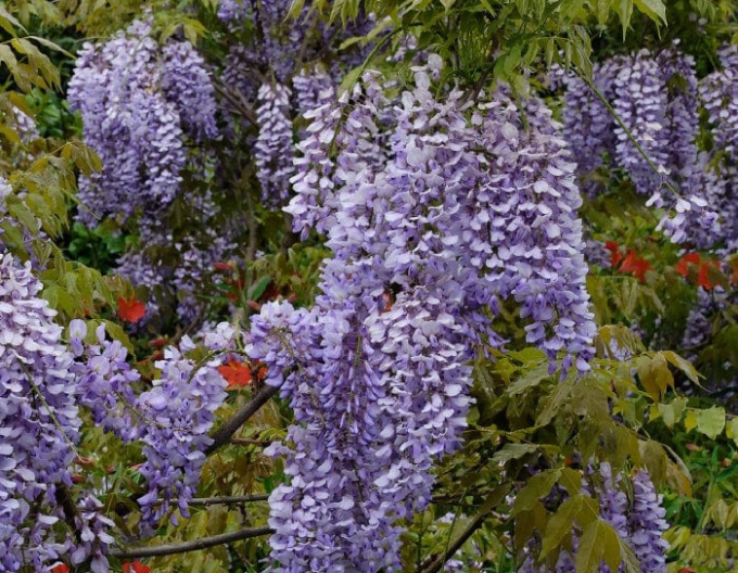 Vistéria čínska ´Caroline´