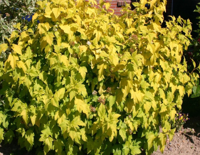 Tavoľa kalinolistá Dart´s Gold